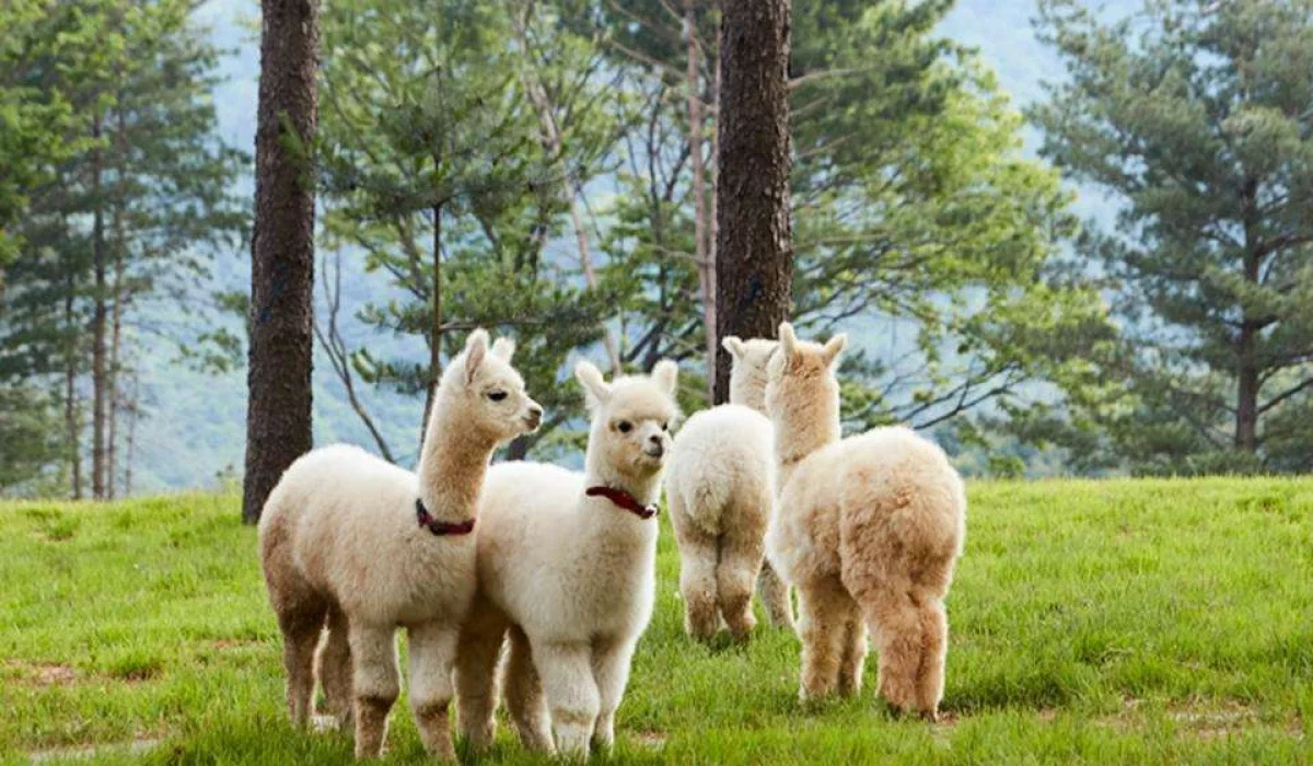 Alpaca World