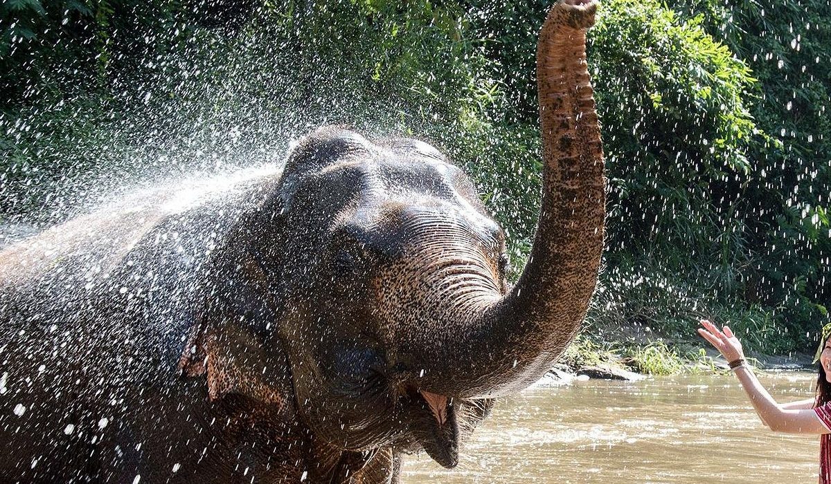 Elephants Camp 2