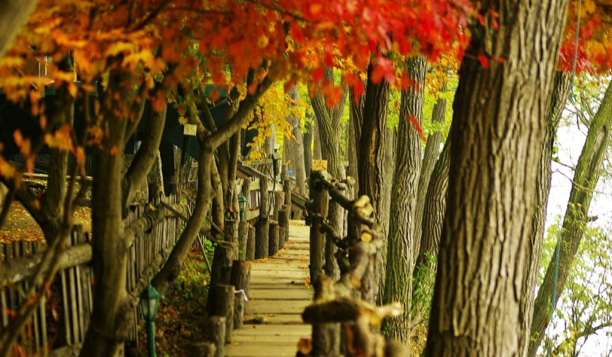 Nami Island Autumn