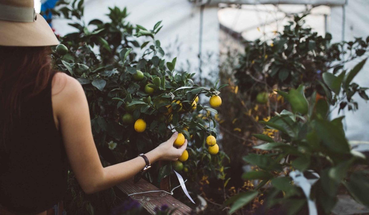 hands-on tangerine picking experience